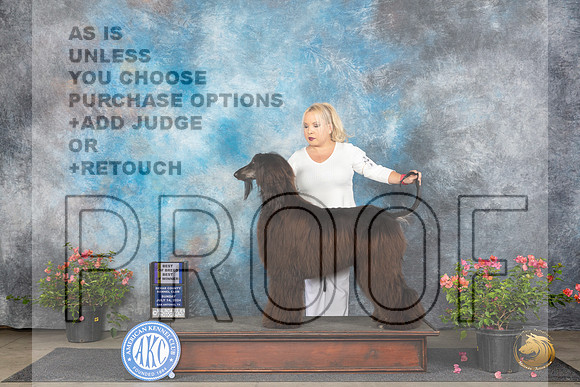 Afghan Hound #10 WBBOWBOB Judge Victor Rosado__JP_5837_San Antonio_2024_HR3