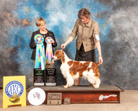 Welsh Springer Spaniel #38 Fri AOM Judge Peggy Beisel McIlwainer