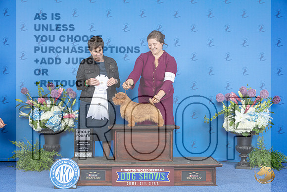 Norfolk Terrier #9 THUR G4 Judge Ann Yuhasz__JP_8418_Houston_2024_HR3
