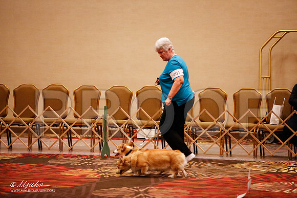 _JJ_7827-HstnCorgiFeb2015-HR3