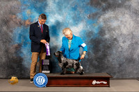 English Cocker Spaniel #40 WED RWB Judge Richard Powell
