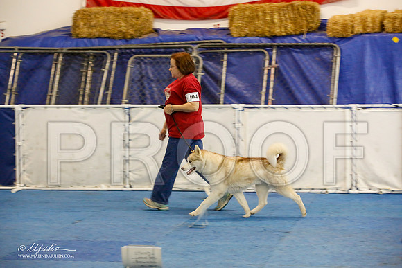 _M3_8078-AddisonHuskyMar2015-HR3