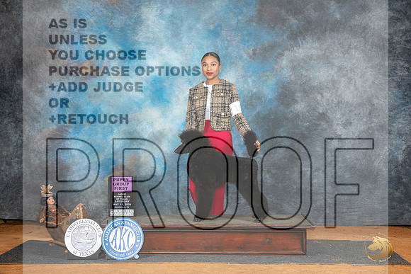 Poodle Std #19 Sat PG1 Judge Sheryl Kendrick__JP_7777_MARSHALL_2024_HR3