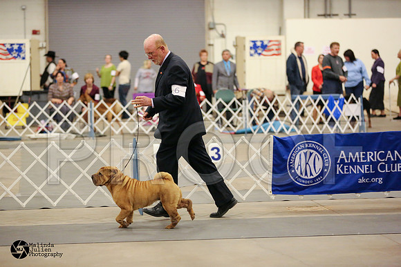 SharPei-6299-MIdFeb14-HR