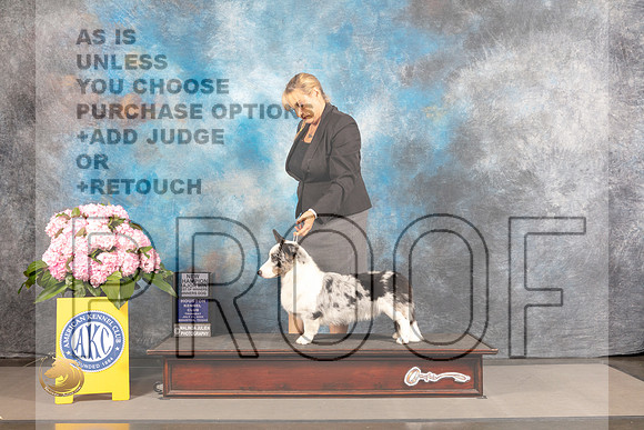 Cardigan Welsh Corgi #21 THUR BOW WD Major Judge Polly Smith_MJ_3709_Houston_2022_HR3