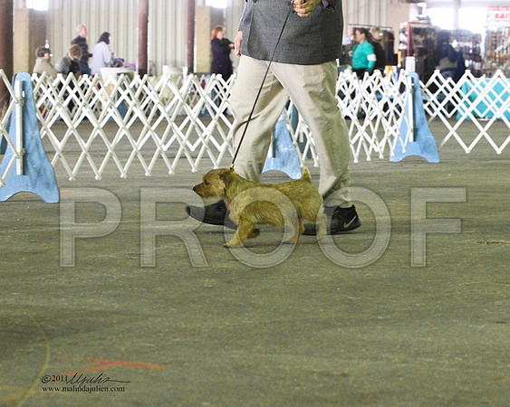 ?Norfolk Terrier - 0015
