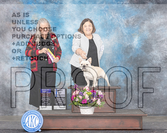 French Bulldog #15 Fri BOBOHBOBBOW Judge Denise Dean r-_JP_6526e_Amarillo_2024-HR3