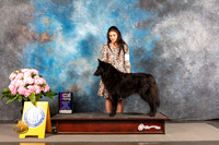 Belgian Sheepdog #18 THUR WB Major Judge John Wade