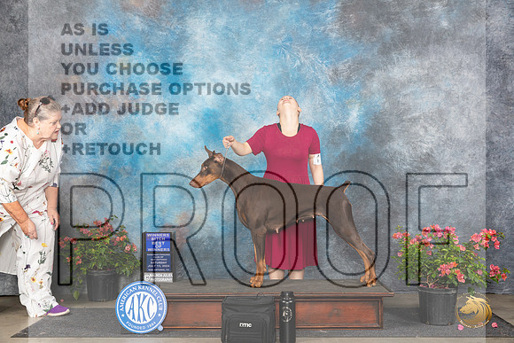 Doberman Pinscher #26 Sat WBBOW Judge Bridget Brownn__JP_5119_San Antonio_2024_HR3