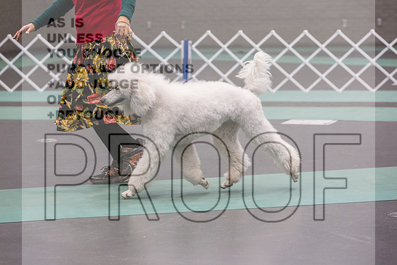 Poodle Std Rings Sat_JJL_8907_UKCLNGVIEWOCT2024_2024_HR3