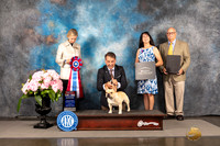 French Bulldog #7 Sun BIS Judge Patricia Sosa