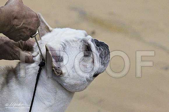 Frenchie-5841LR