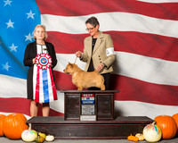 Norwich Terriers #5 Sun BiS Lentz Nancy Dwain Agent Betty M Bossio Judge Mrs Debra Long Gschwender