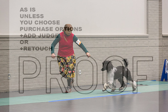 Poodle Std MC Ring Sat_JJL_8720_UKCLNGVIEWOCT2024_2024_HR3