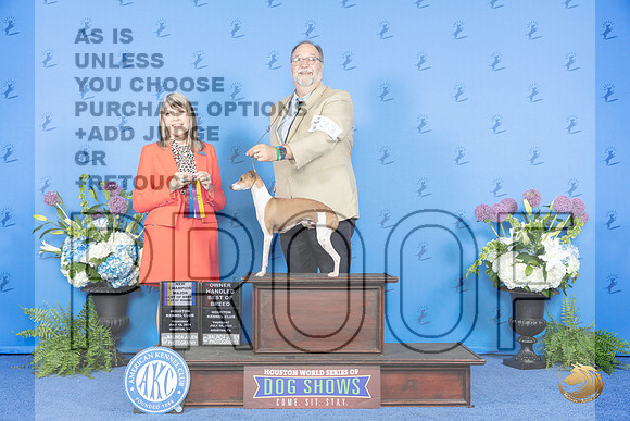 Italian Greyhound #33 THUR BOB BW WD OH NC Judge Angela Pickett__JP_8007_Houston_2024_HR3
