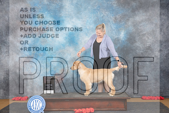 Golden Retreiever #8 Sun PG4 Judge Richard Vance__JP_0733_Sulphur Springs_2024_HR3