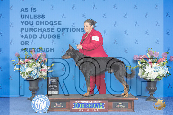 Beauceron #11 FRI WD BOW NC M Judge Annella Cooper__JP_9370_Houston_2024_HR3