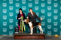 Treeing Walker Coonhound #? BJr Wed Judge Diana Brumbaugh