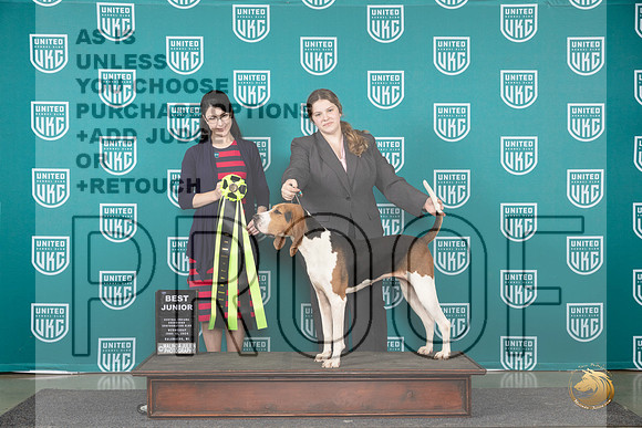 Treeing Walker Coonhound # BJr Wed Judge Diana Brumbaugh__JP_0432_Premier_2024_HR3