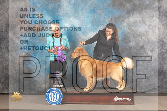 Golden Retriever #55 Wed WD Judge Pluis Davern_MJ_2996_Houston_2022_HR3