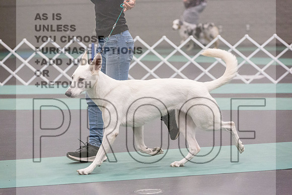 White Shepherd Rings Fri Ring 1_JJL_6279_UKCLNGVIEWOCT2024_2024_HR3