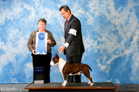 Miniature Bull Terrier #7 Sun G1 +A1