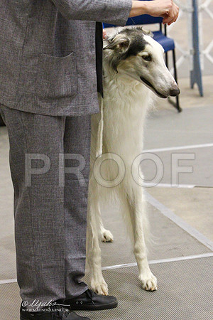 Borzoi-2369LR