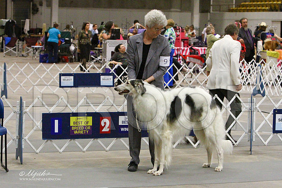Borzoi-2372LR