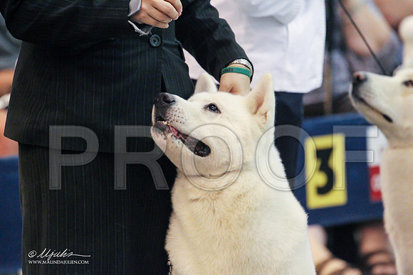 akita-3870 PROOF