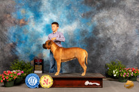 Bullmastiff #6 Sat BOS Judge Robert Shreve