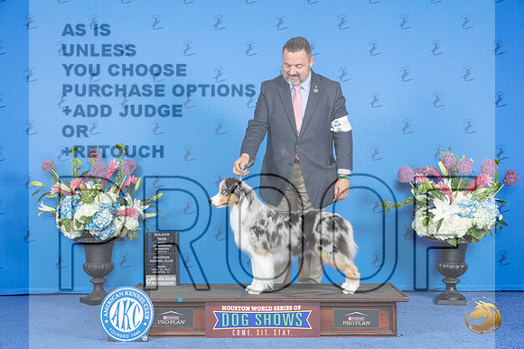 Australian Shepherd #20 FRI WB BOW M Judge Annella Cooper__JP_9052_Houston_2024_HR3
