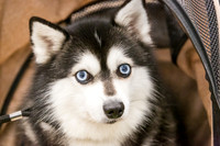 Alaskan Klee Kai Rings Fri Ring 1