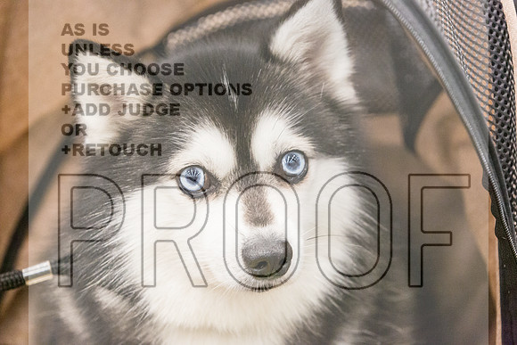 Alaskan Klee Kai Rings Fri Ring 1_JJL_6663_UKCLNGVIEWOCT2024_2024_HR3