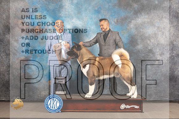 Akita #17 WED SD Judge Donald Plummer_MJ_2369_Houston_2022_HR3