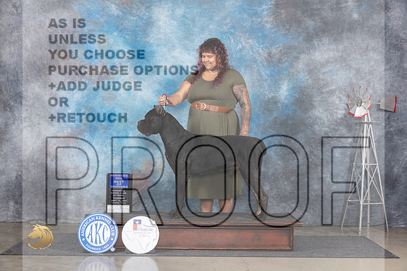 Cane Corso #11 Thur BOW Judge Denise Dean__JP_4818_Amarillo_2024_HR3