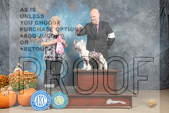 Chinese Crested #5 Sun OHG1 Judge Lisa Graser-_MJ_6790e_Belton2022-HR3