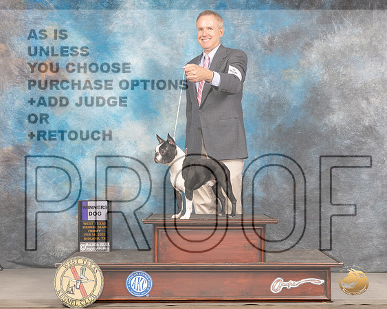 Boston Terrier #15 Fri WD Judge Denny MounceMMJ_2899_Mdlnd2022_HR3