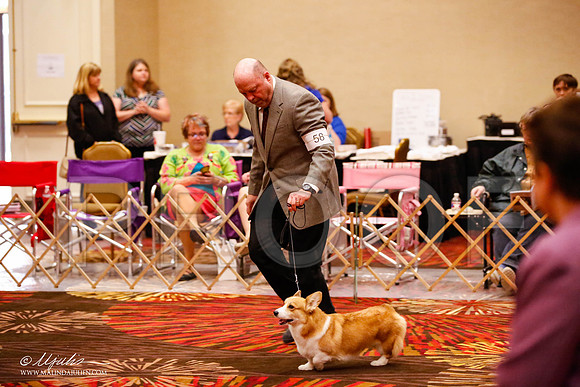 _JJ_0464-HstnCorgiFeb2015-HR3