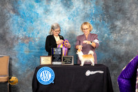 Chihuahua Long Coat #8 Fri1 BOVBISS Judge Carol Pyrkosz