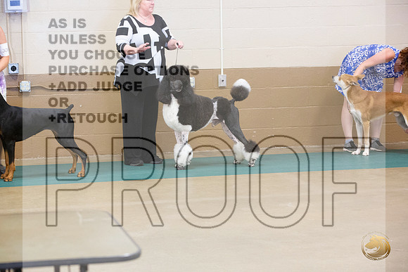 Poodle Standard #212 Ringside Sat_JJL_3981_LongviewTX_2024_HR3
