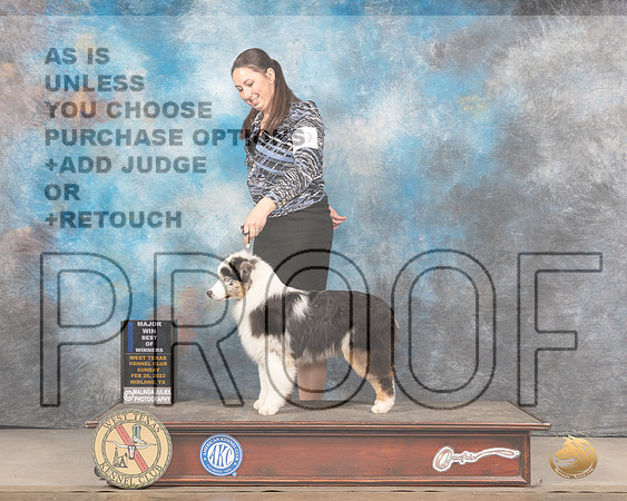 Miniature American Shepherd #19 Sun BOW Judge Linda ClarkMMJ_5590_Mdlnd2022_HR3