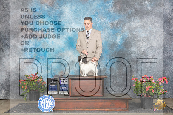 Papillion #20 Sat WB BPup Judge Azalea Alvarez__JP_4982_San Antonio_2024_HR3