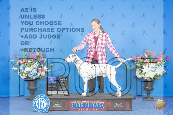 Dalmatian #11 FRI WD BOW M Judge Jon Cole__JP_9174_Houston_2024_HR3