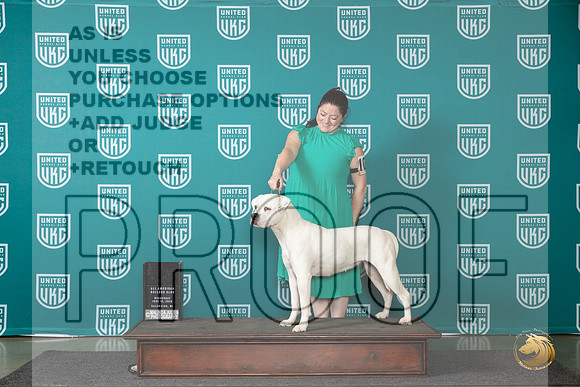 American Bulldog #106 Wed CH Judge Julie Mathis Pepper__JP_0341_Premier_2024_HR3