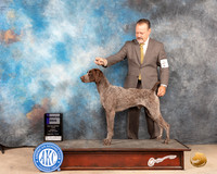 German Shorthaired Pointer #11 Sun WD Judge Gloria Kerr