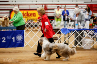 Bearded Collie Sat Ring