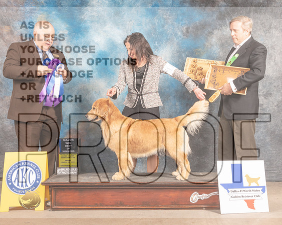 Golden Retriever #118 Fri BOW Judge Gordon Hayburn-MMJ_7534-FW2022-HR3