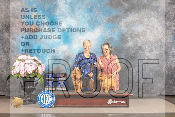 Norwich Terrier #15 #10 SAT WD BOW WB BOS Judge Barbara Alderman_MJ_6459_Houston_2022_HR3