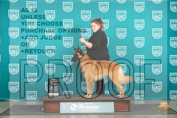 Belgian Shepherd Dog Tervuren #1250 Fri BOWCH Judge Stan Matsumoto__JP_1642_Premier_2024_HR3