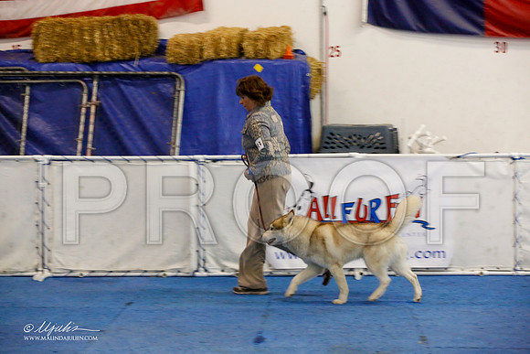 _M3_7542-AddisonHuskyMar2015-HR3